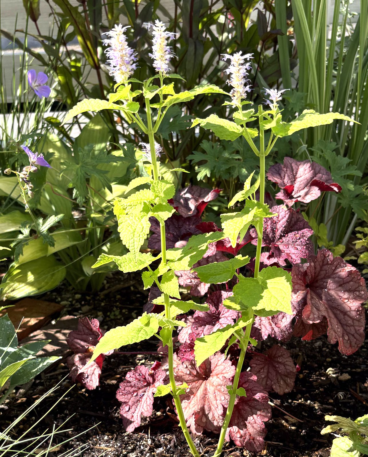 アガスターシェ ブラックアダー