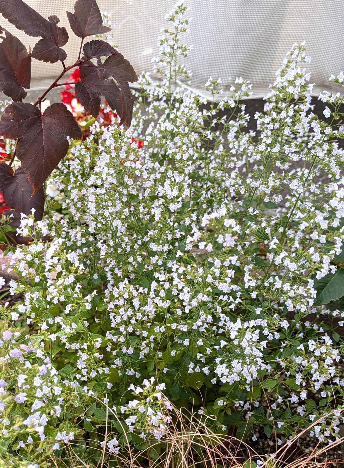 カラミンサの白い小花