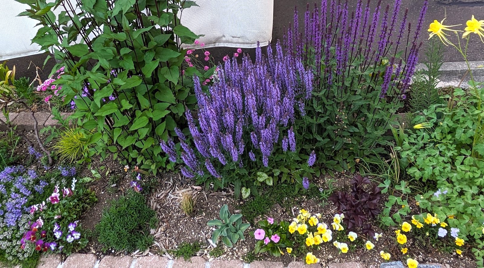 6月の花壇（サルビアとビオラ）