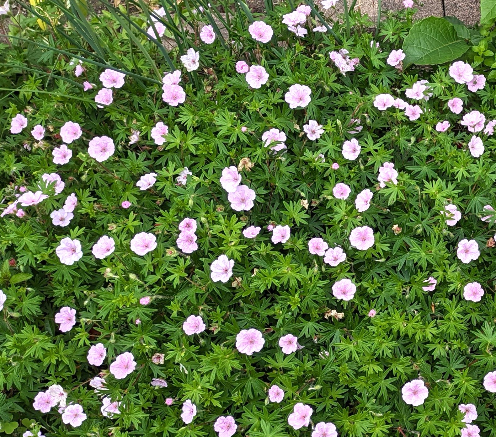 ゲラニウム ストラータムの群生