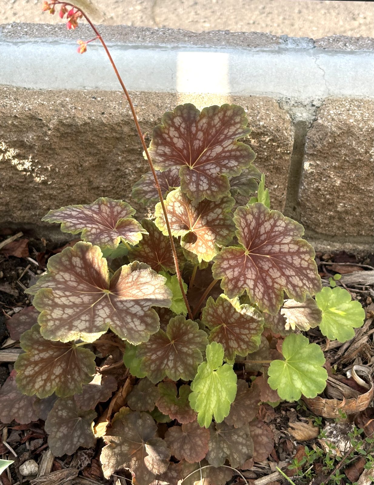 ヒューケラの銅葉