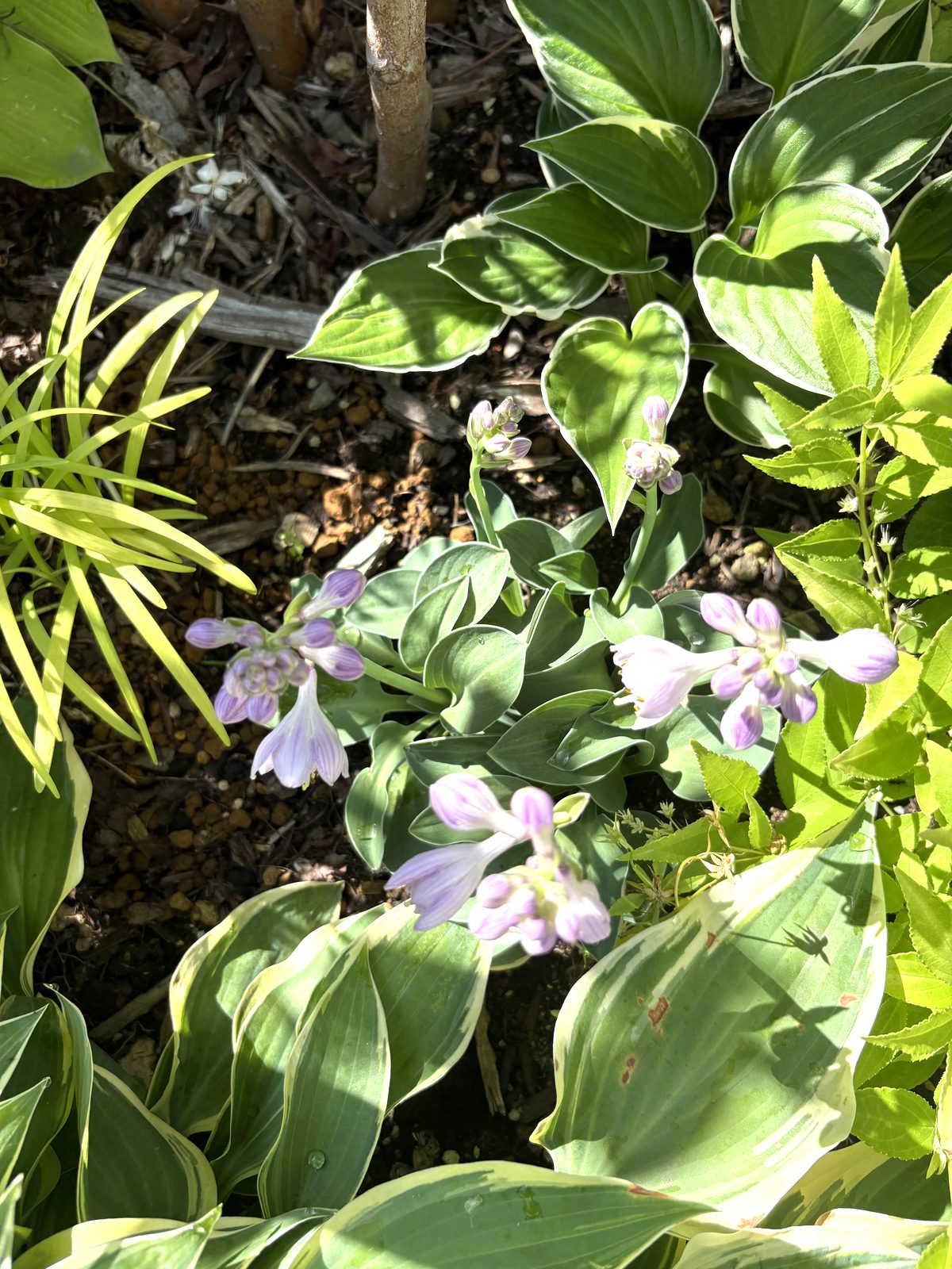 ホスタの花と斑入りの葉