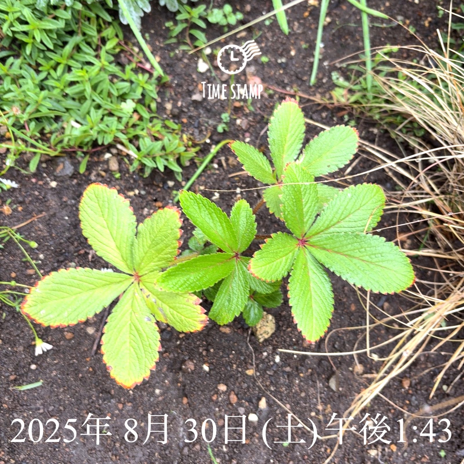 ポテンチラの花