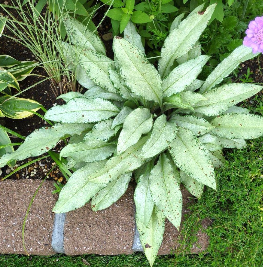 プルモナリアの花