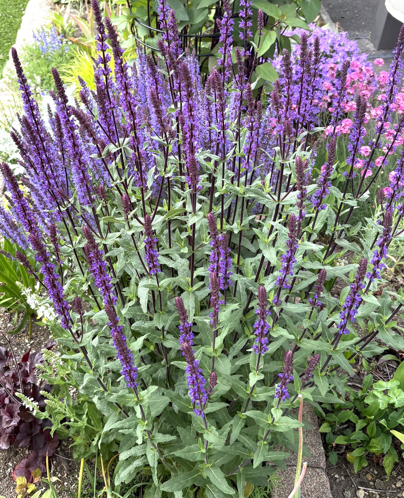 サルビア・ネモローサ カラドンナ