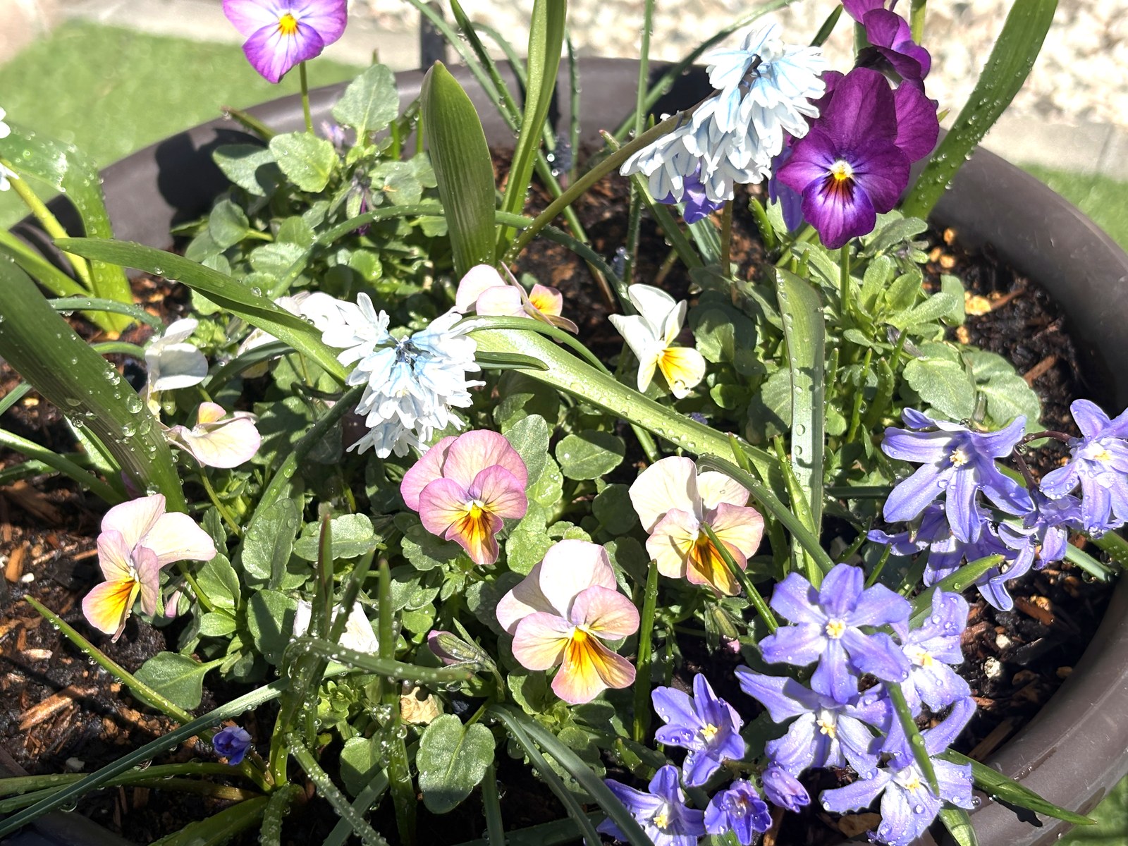 チオノドクサとプスキニアの開花