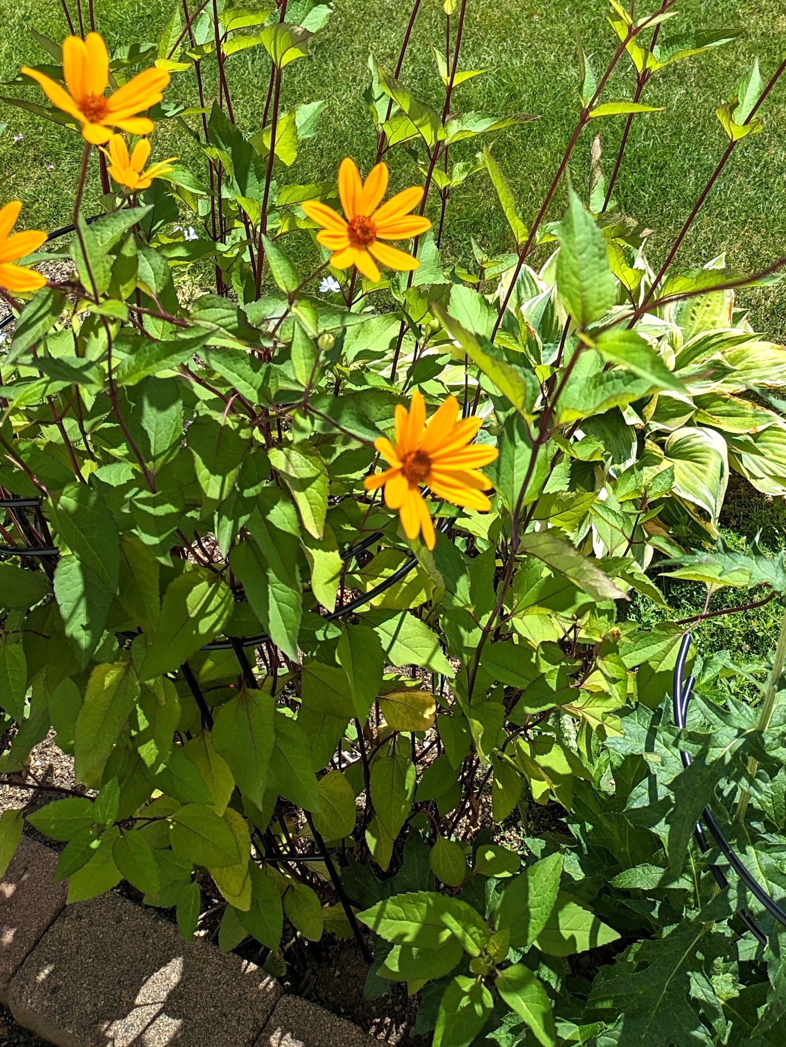 ヘリオプシス サマーナイトの銅葉と黄花