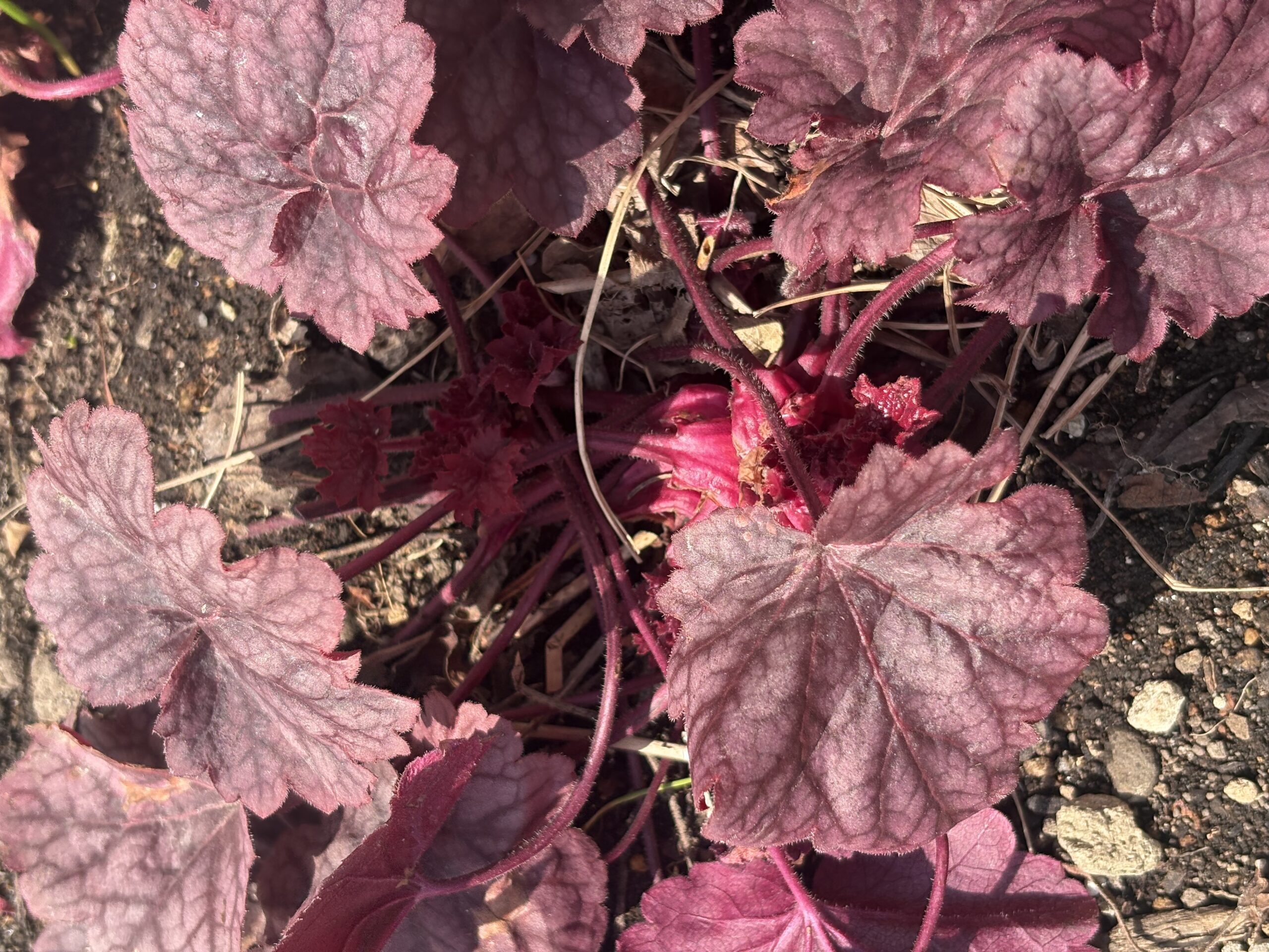 中心から力強く新芽が出てきたヒューケラ