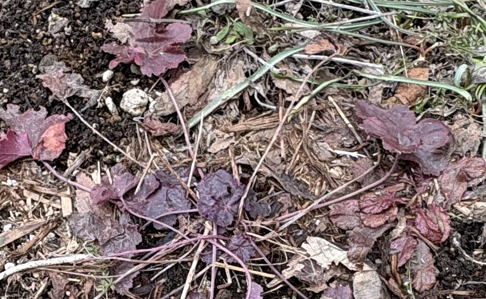 雪解け後、地面にぺったんこに潰れたヒューケラ