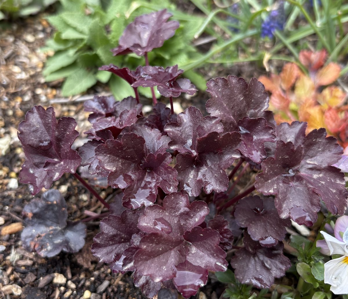 ヒューケラ ブラックジェイドのシックな葉色