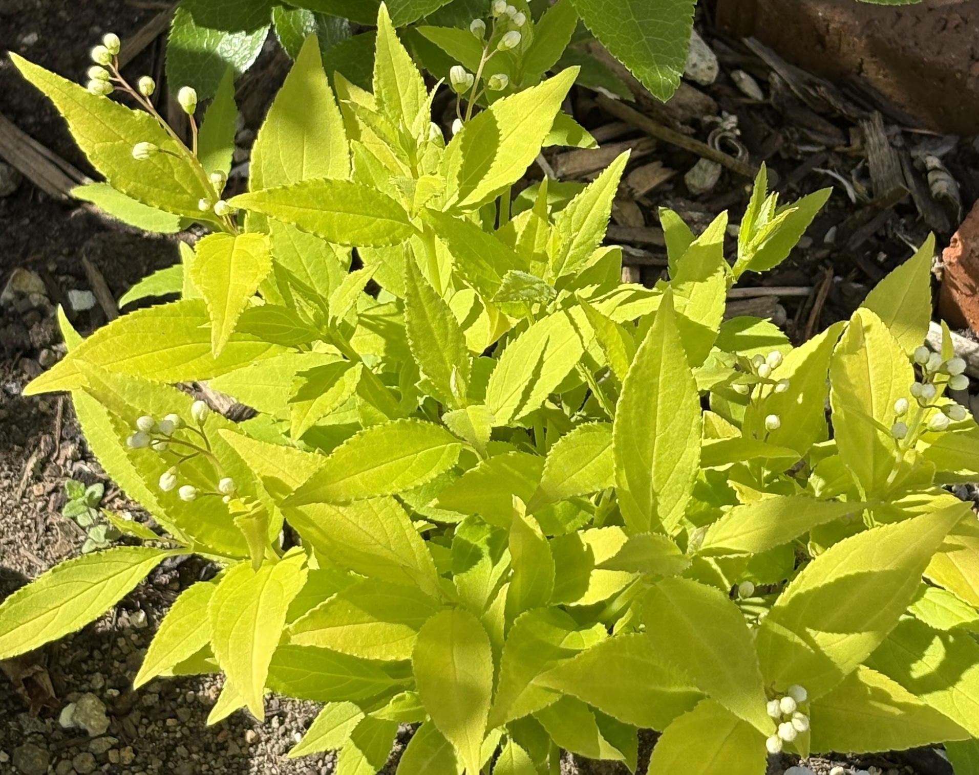 枝いっぱいに白い花を咲かせたヒメウツギ