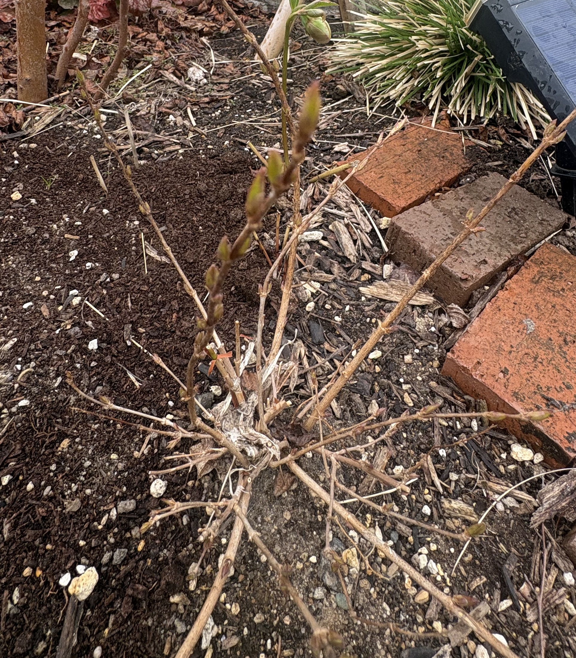 雪解け直後、枝だけのヒメウツギ