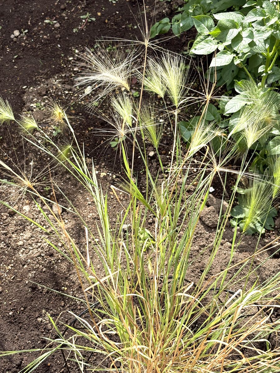 ホルデューム ジュパンダムのピンクがかった穂