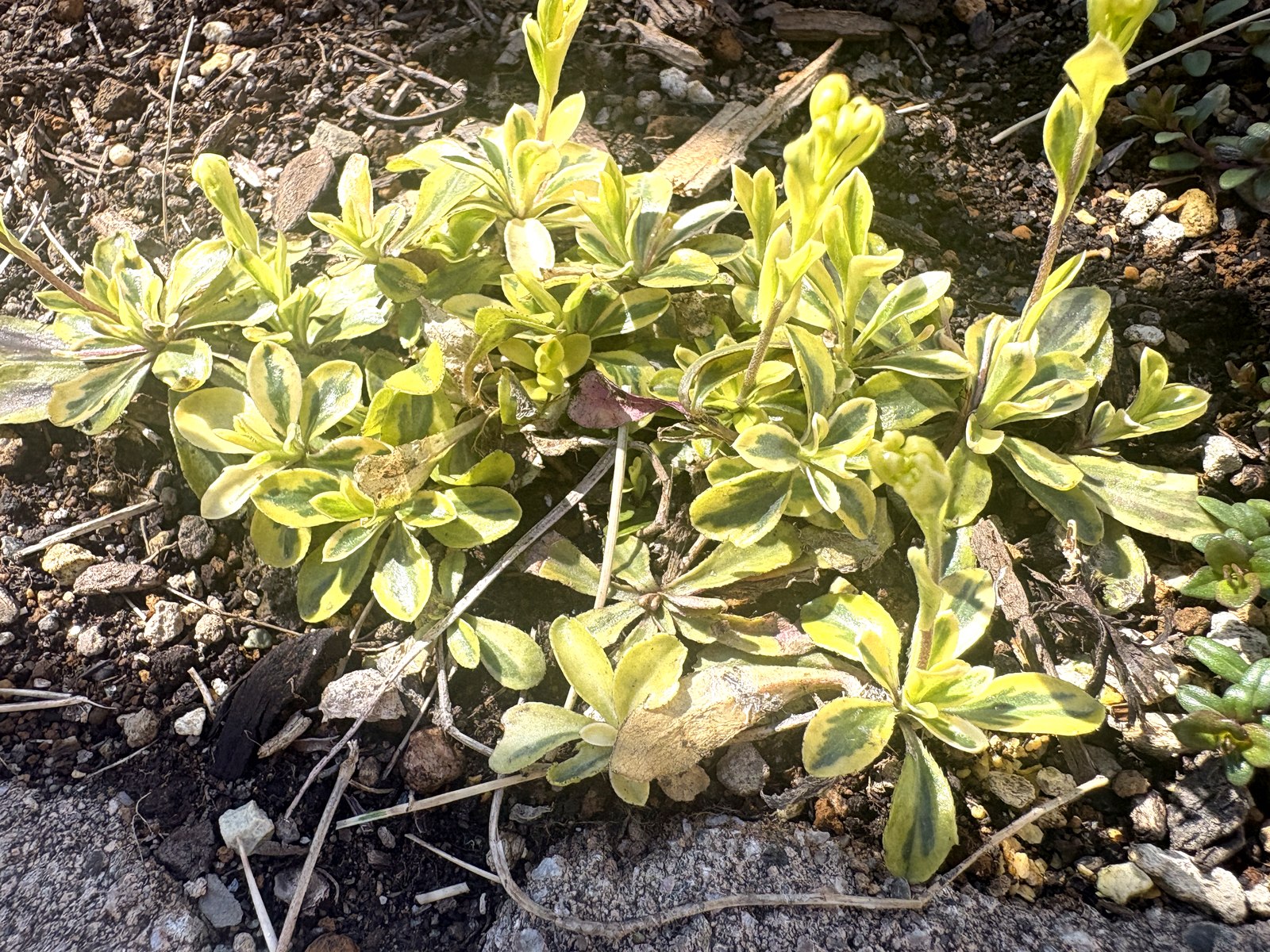斑入りアラビスの芽吹き
