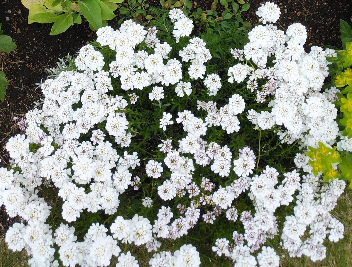 イベリス ブライダルブーケのマット状の白花