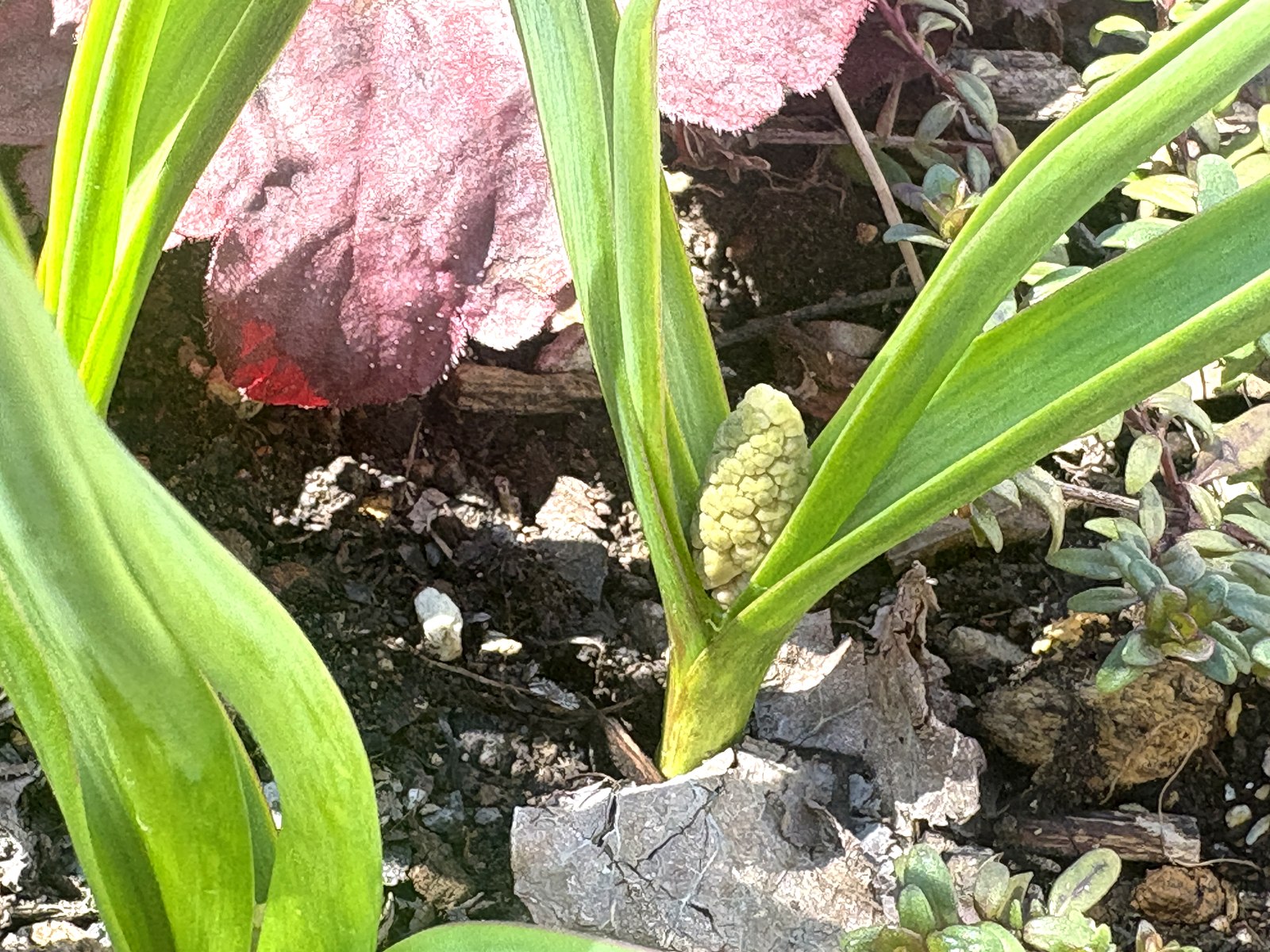 ムスカリ・ダブルマジック