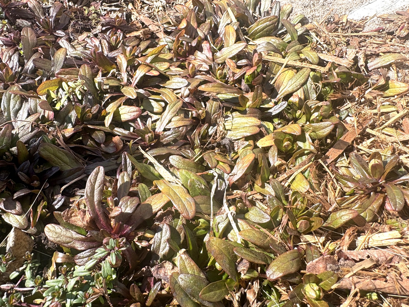 アジュガ・チョコレートチップ