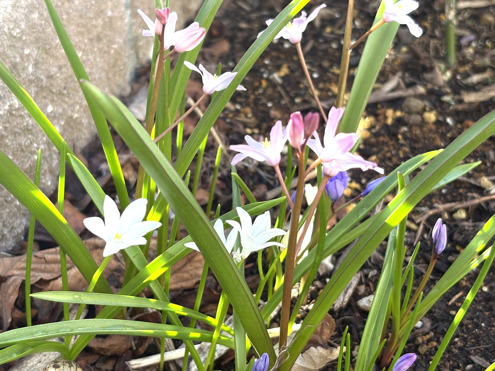 チオノドクサのミックス植え