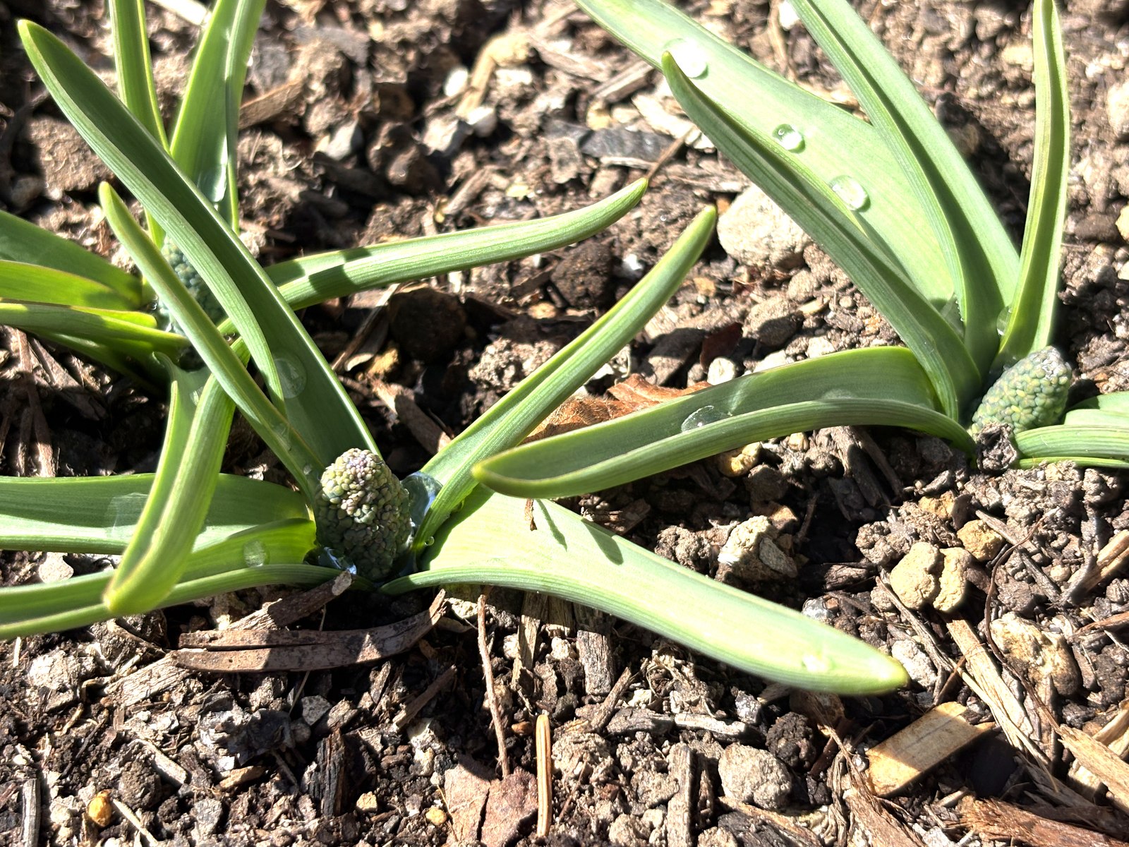 ムスカリ・オークリピンクサンライズ