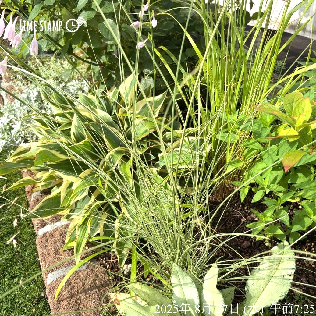 ミスカンサス モーニングライトの細い白縞の葉