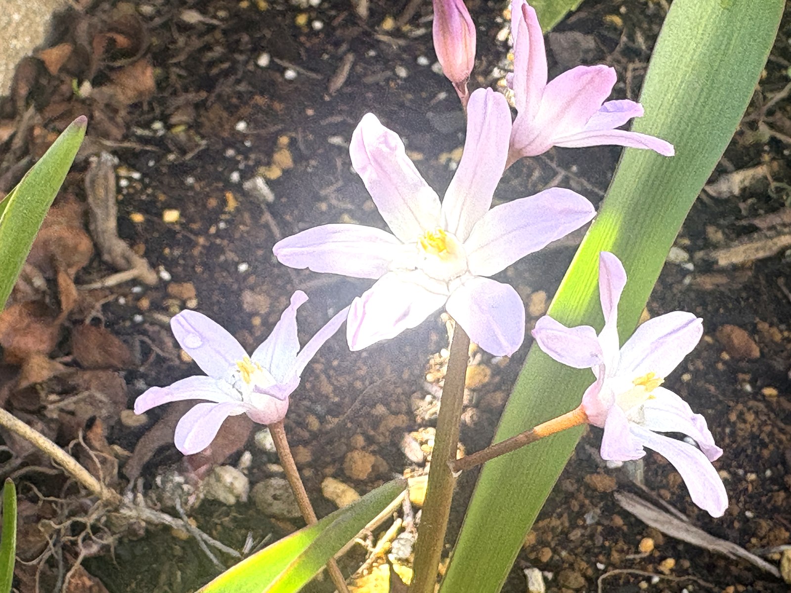 チオノドクサのピンク品種