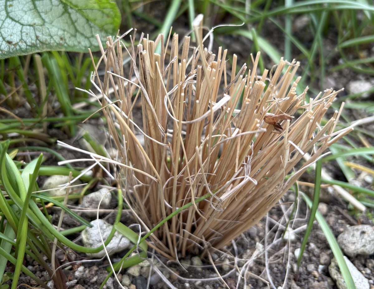 ミューレンベルギア カピラリスのピンクの霞のような穂