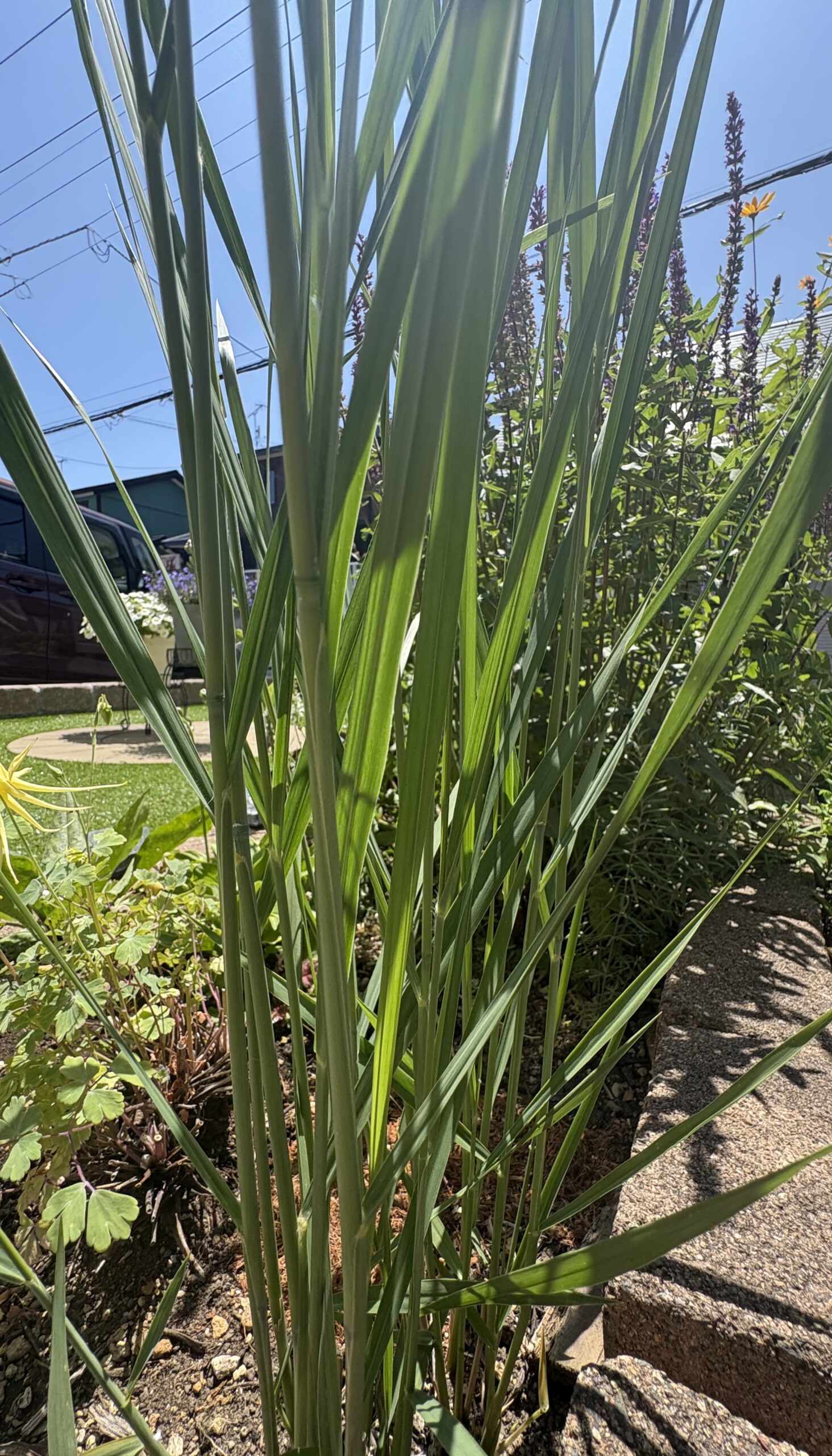 直立したブルーグリーンの葉が美しいパニカム・ノースウィンド