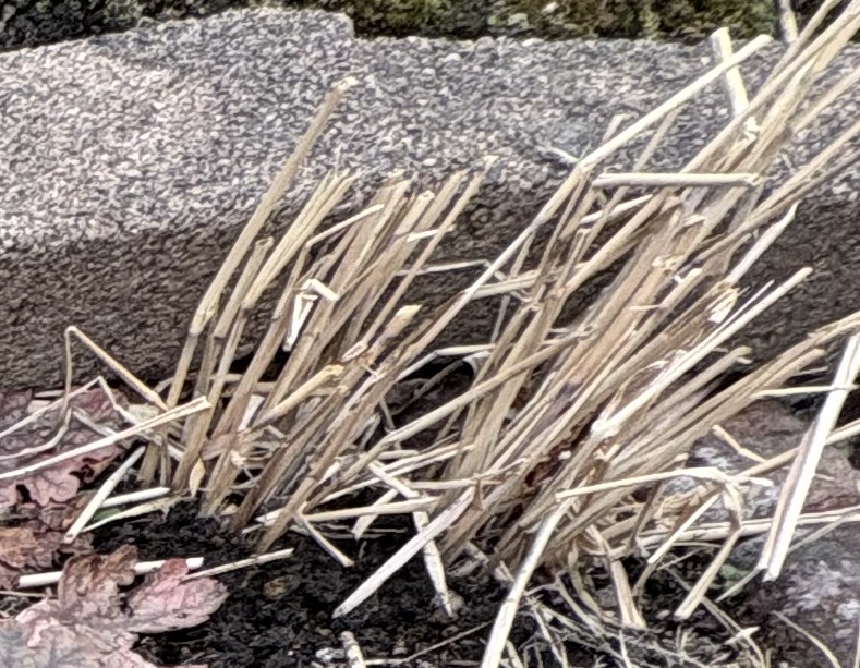 雪解け直後、切り戻し前のパニカム・ノースウィンド