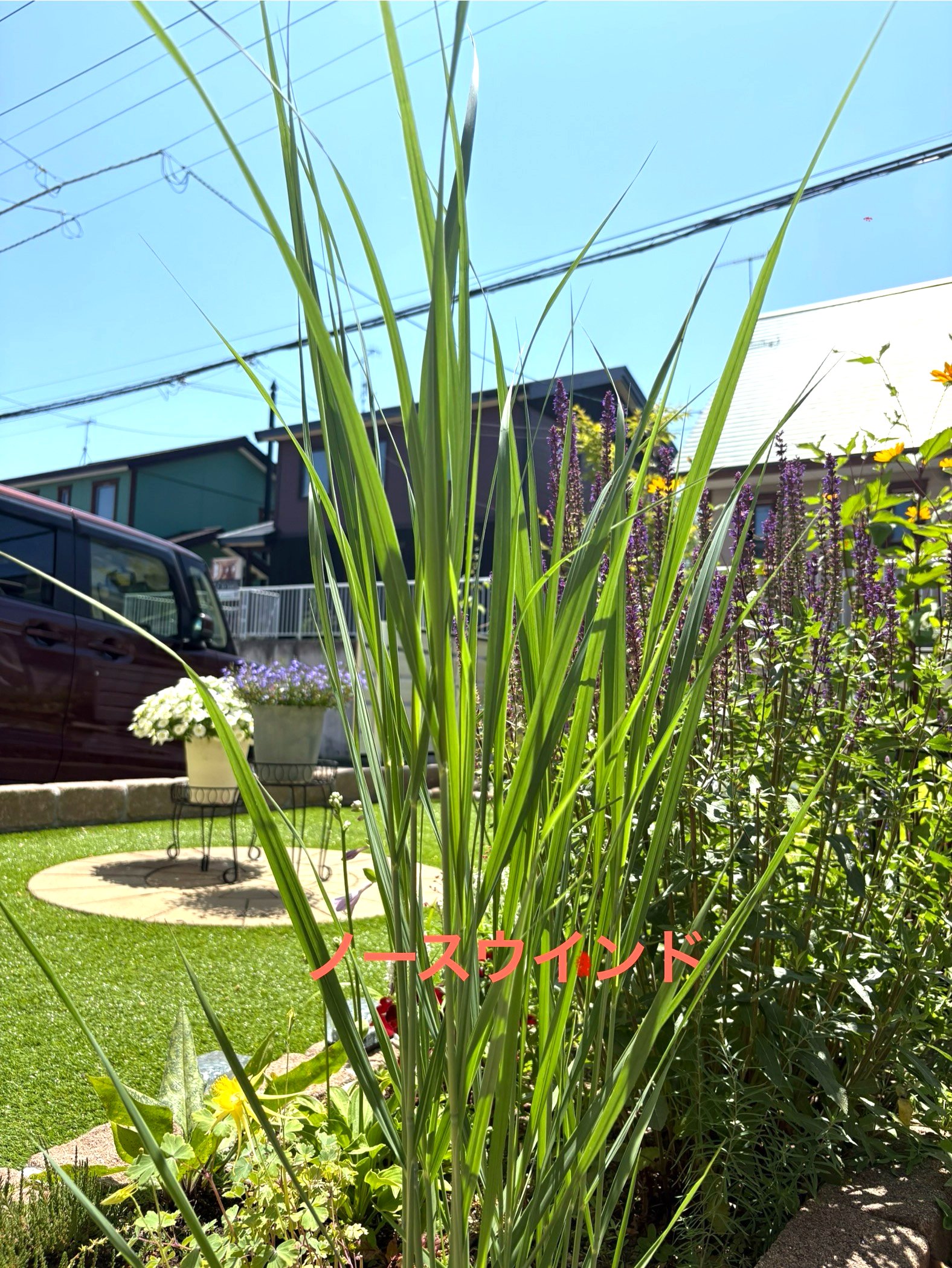 パニカム バーゲタム ノースウィンドの立ち上がる草姿