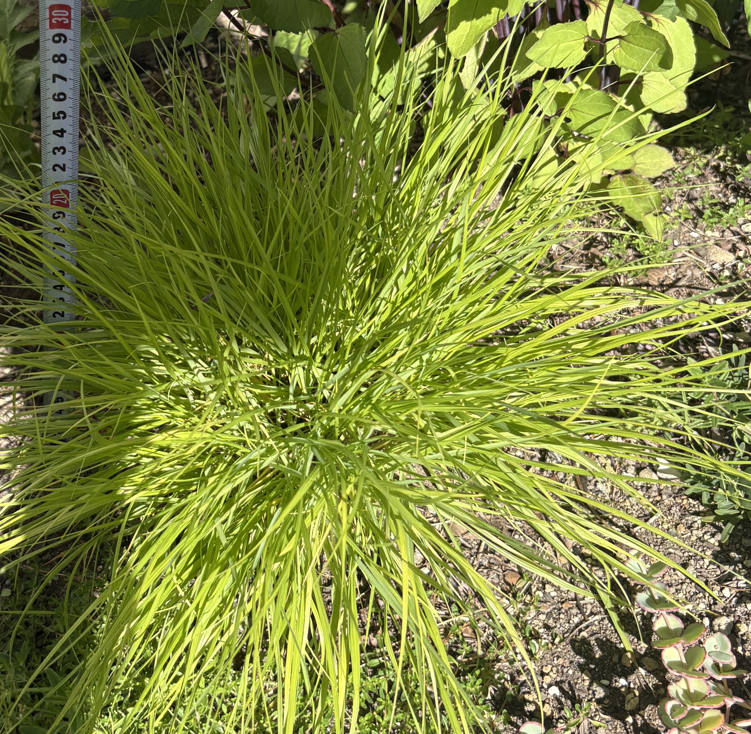 ふわふわとした黄金色の葉が茂るペニセタム・ルーメンゴールド