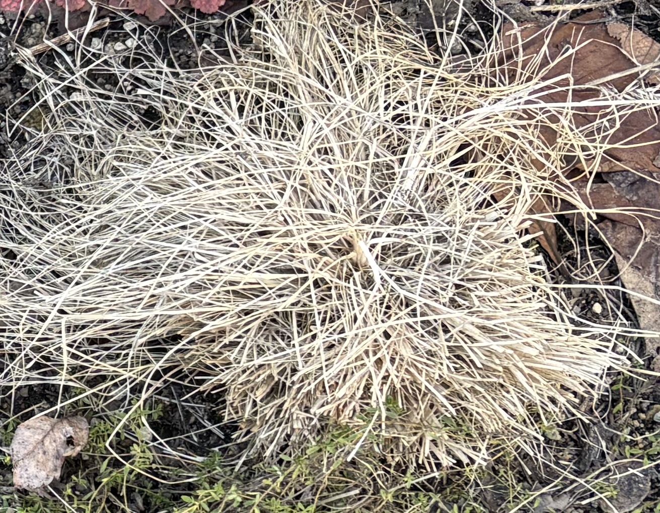 雪解け直後、倒れた枯れ葉だけのペニセタム・ルーメンゴールド