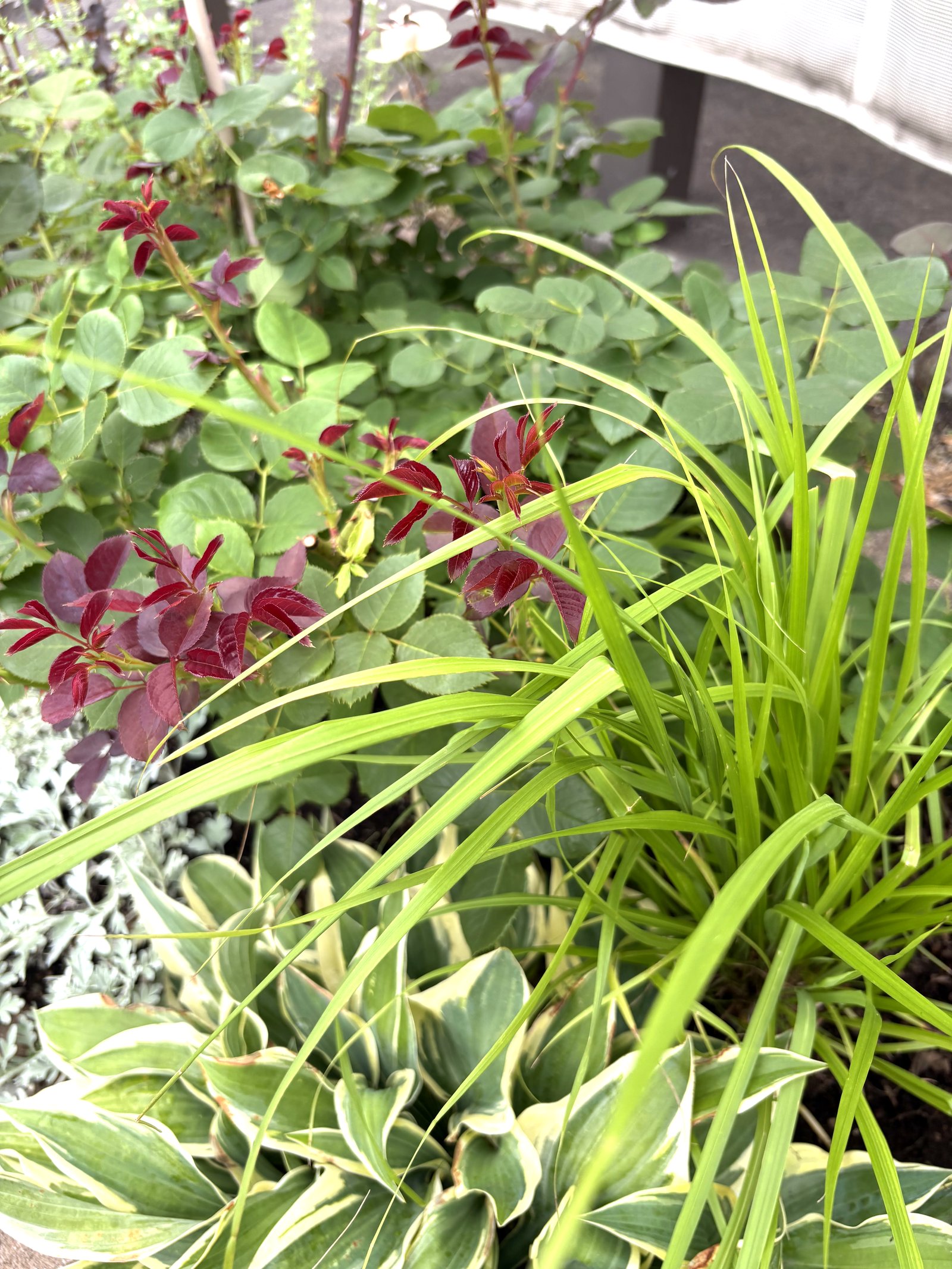 ペニセタム ルーメンゴールドの明るい黄緑の葉