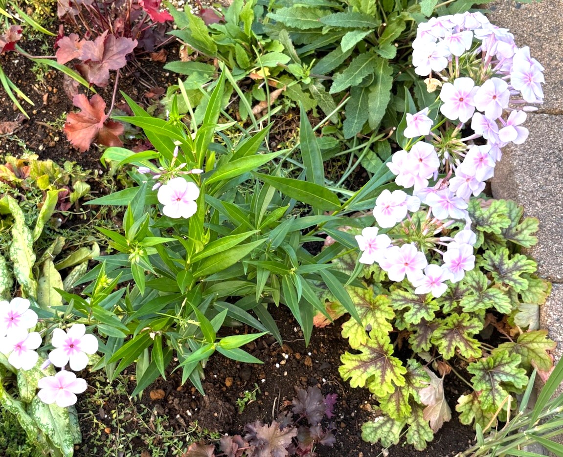 フロックス オープニングアクト ピンクアドットの花