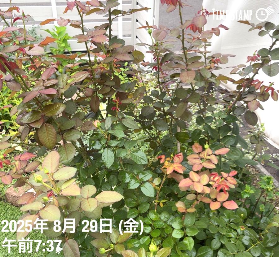 2年目の夏のメルヘン・ツァウバーの株