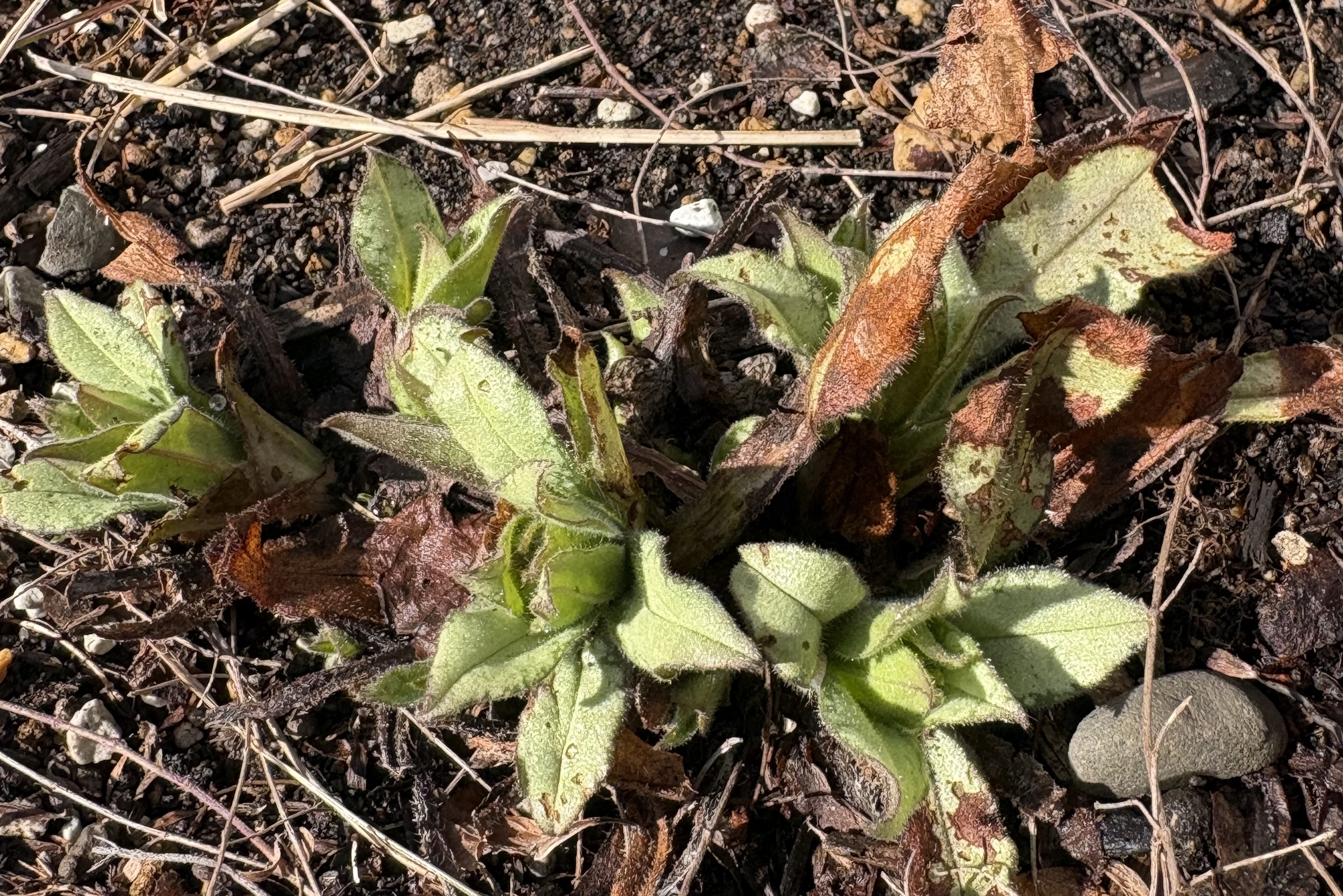 斑入りの新葉と蕾を見せるプルモナリア