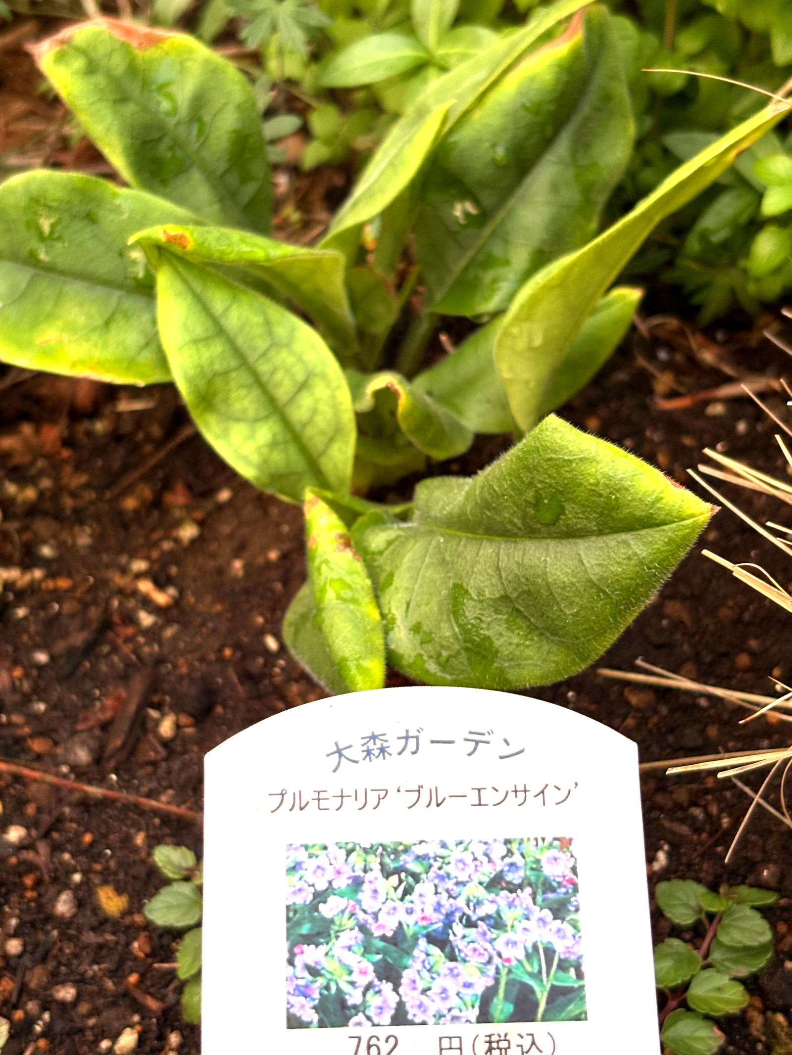 地植えしたプルモナリア ブルー・エンサイン