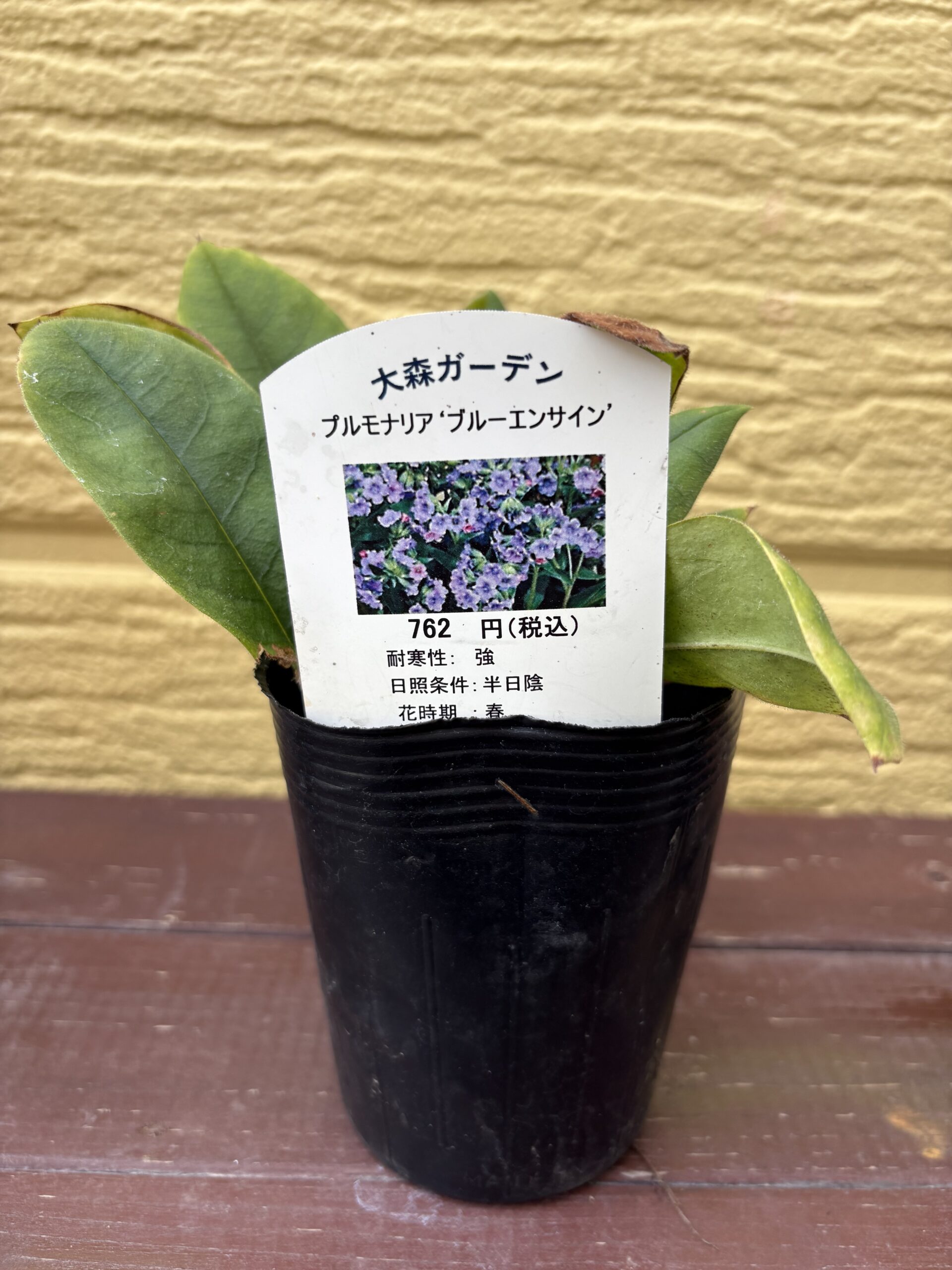 プルモナリア ブルー・エンサインの苗