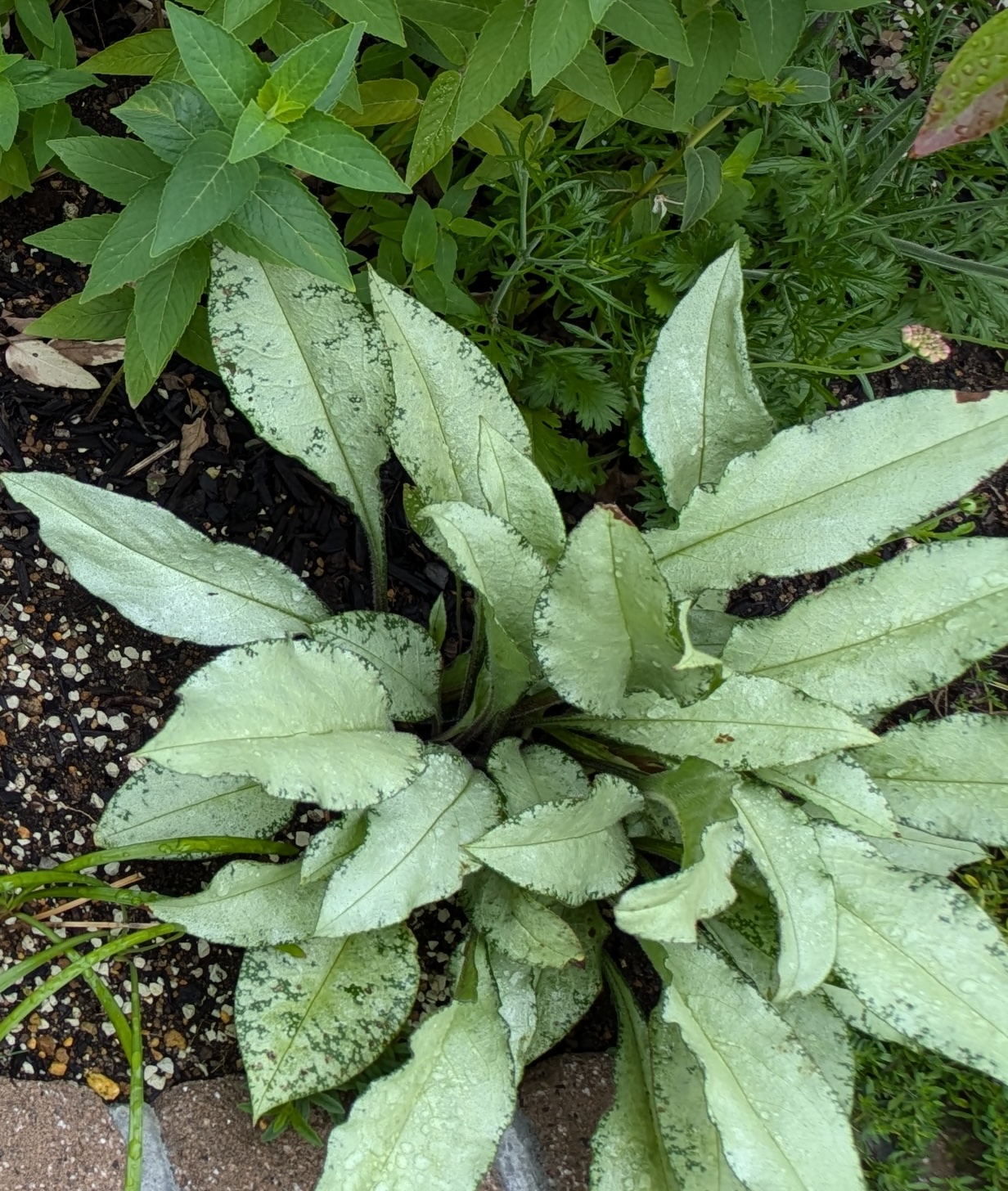 プルモナリア ダイアナクレアの夏の姿