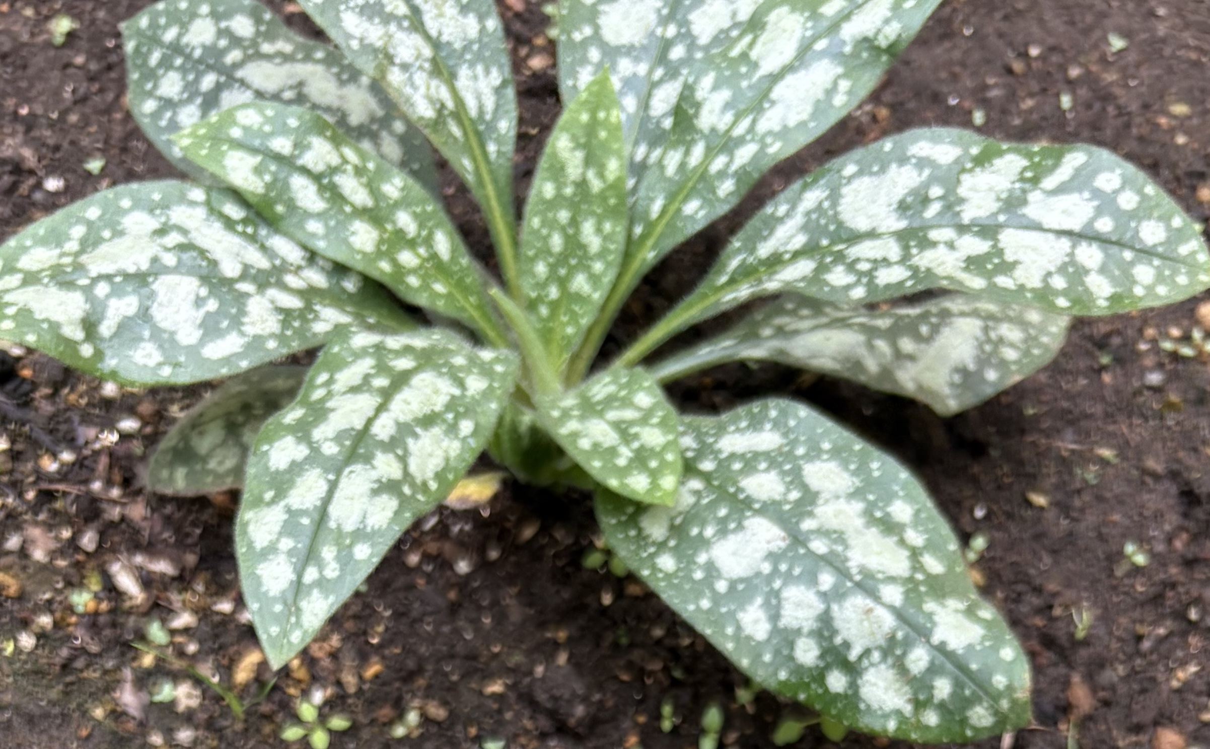 プルモナリア オパールの葉