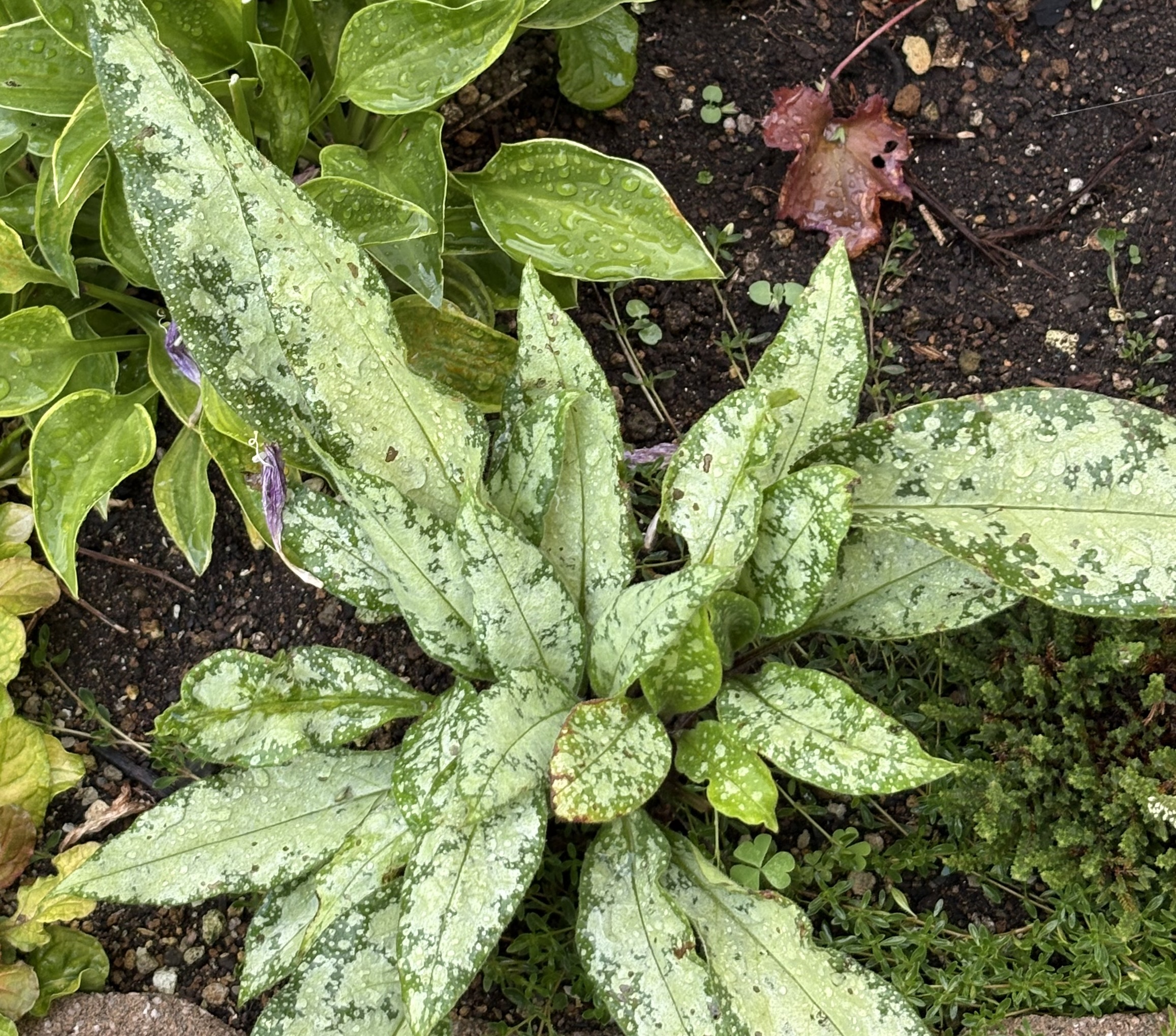 プルモナリア シルバーブーケの葉