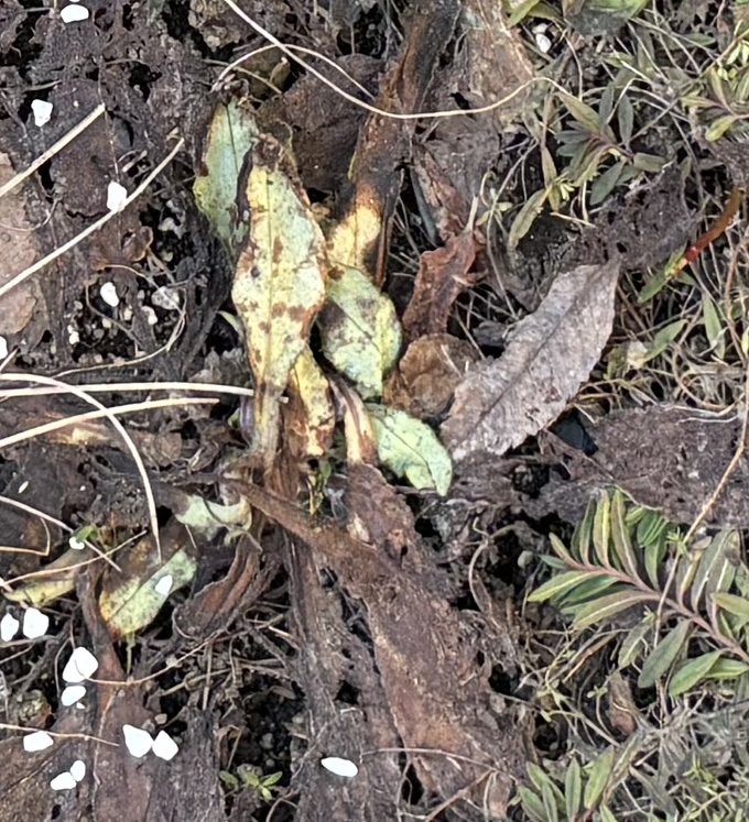 雪解け直後のプルモナリアの枯れ葉