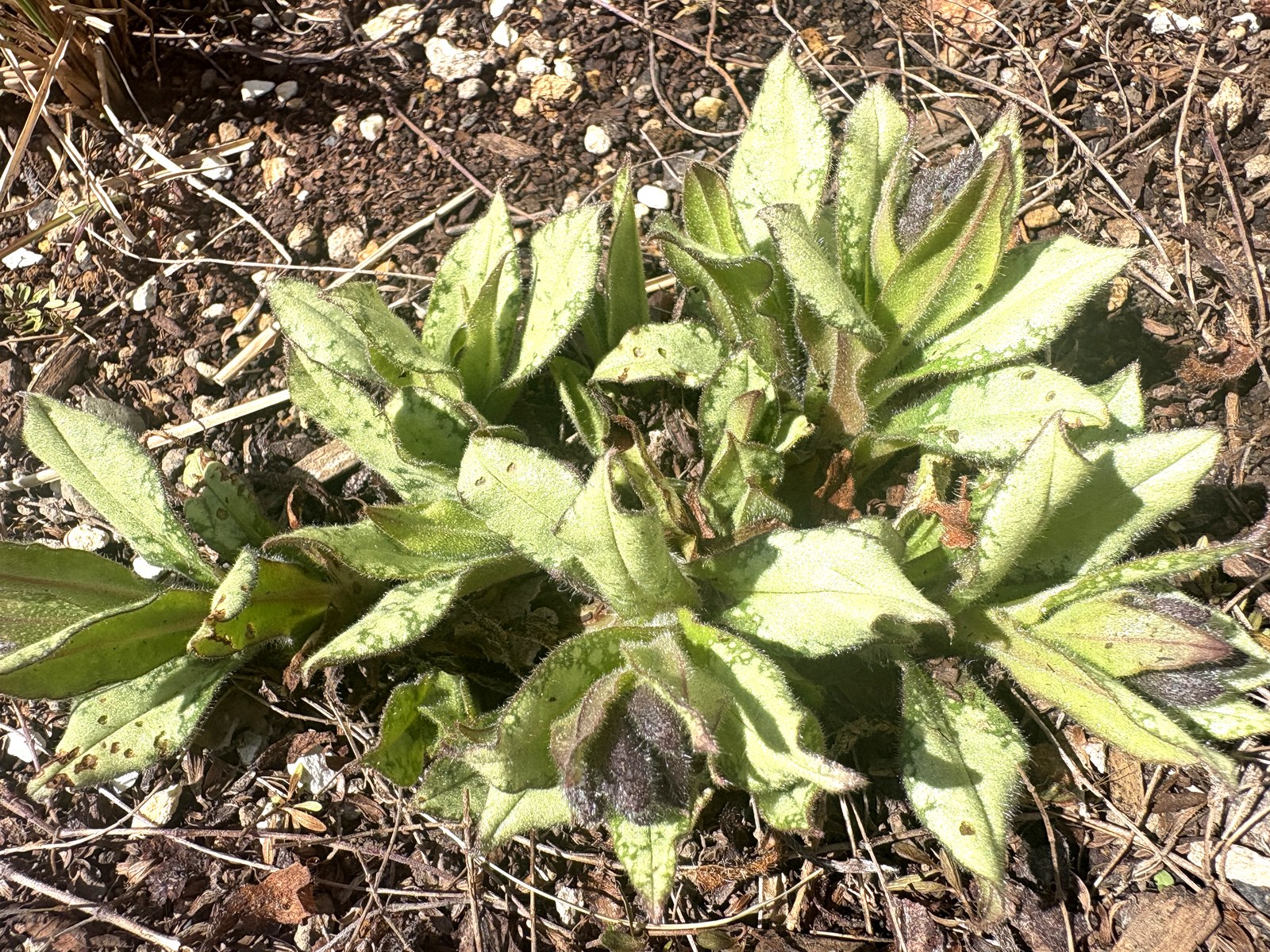 プルモナリア・ダイアナ・クレアの芽吹き