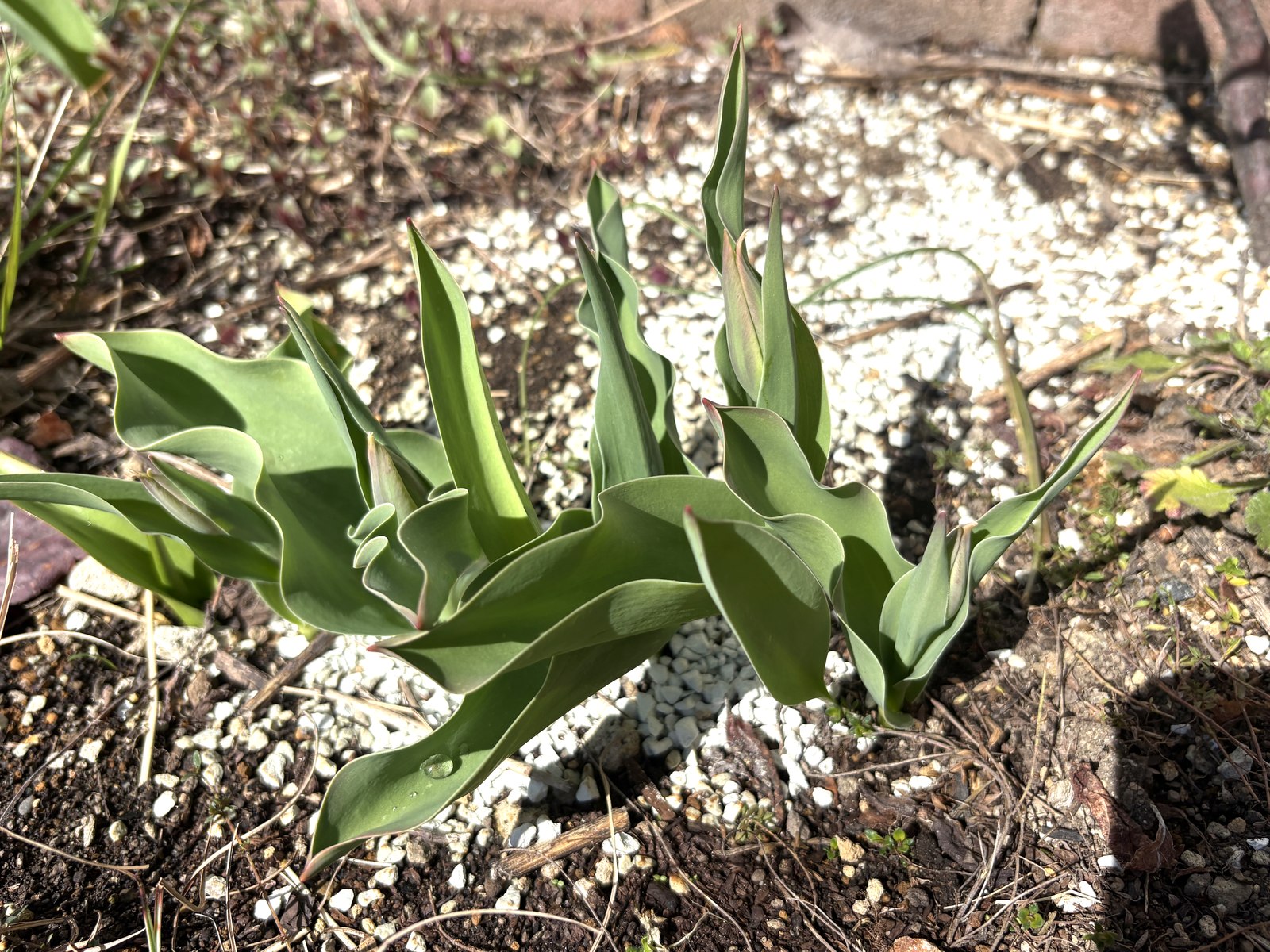 原種チューリップ・ライラックワンダー