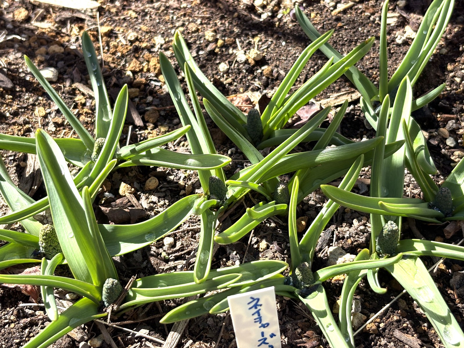 ムスカリ・ネイチャーズビューティー