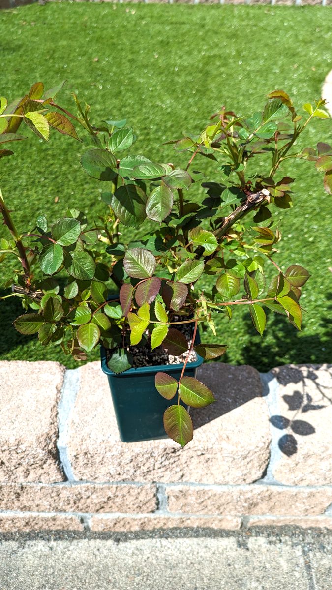 京成バラ園から届いたメルヘン・ツァウバーの苗