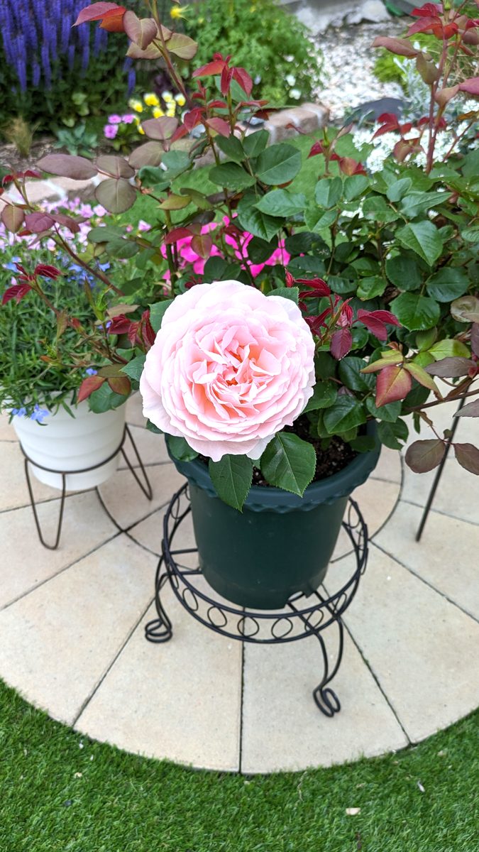 初めての一番花、ピンクのメルヘン・ツァウバー