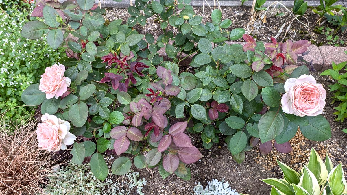 地植えにしたメルヘン・ツァウバー