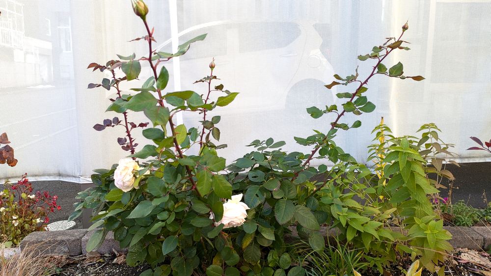 冬囲い前のメルヘン・ツァウバー