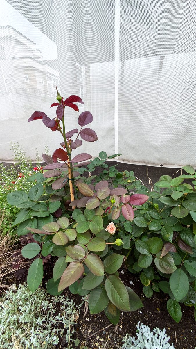 メルヘン・ツァウバーの初シュート