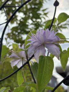 ベルオブウォーキング初開花 2024年7月 北海道